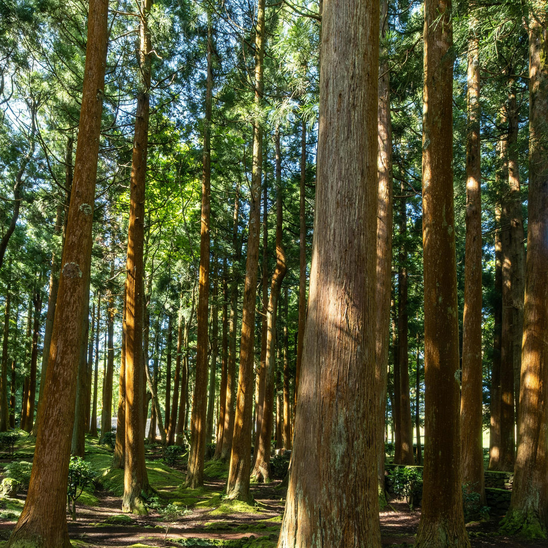 American Hardwoods